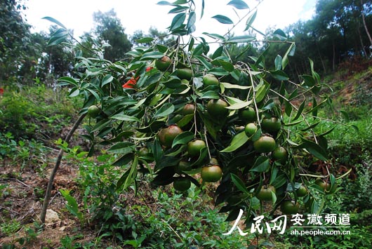 风雨润侨路 硕果压满枝