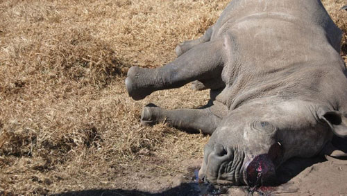 走进各国国家公园 目睹最惨烈的屠杀