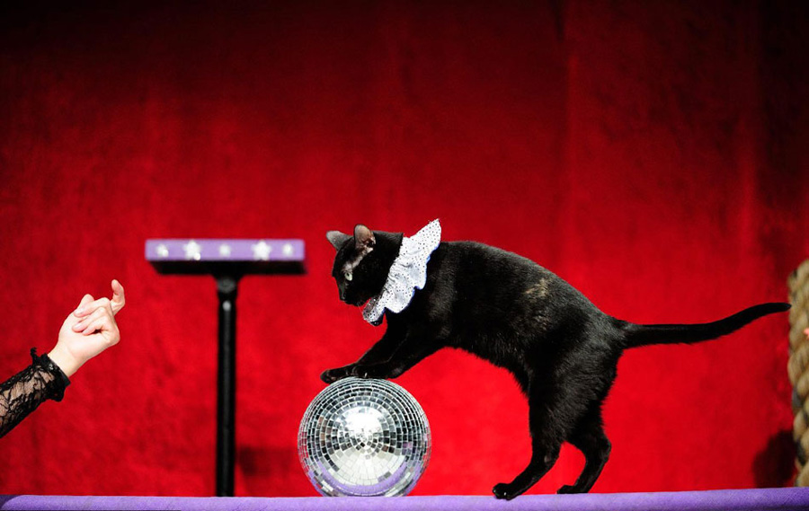 喵星人是堕落还是潜伏? 美国杂技团驯化猫咪表
