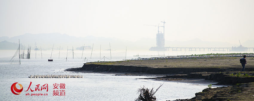 【安庆之美】雷池江边鹅群舞