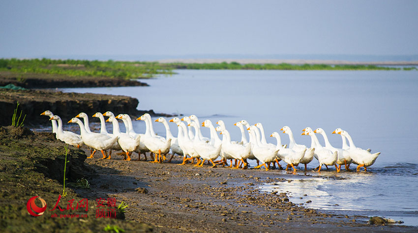 【安庆之美】雷池江边鹅群舞