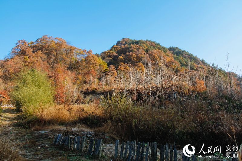 【安庆之美】红色革命地 金色瑶落坪(组图)