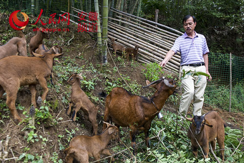 岳西首个养殖黄羊家庭农场出炉