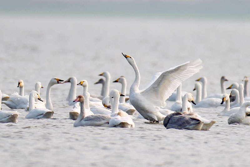 高清:安徽池州升金湖迎来候鸟迁徙高峰
