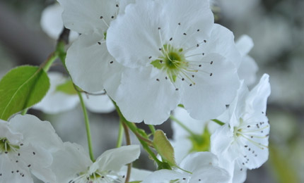 梨花则是成簇开放,花瓣洁白,花蕊略带红色,也是边开花边长叶子.