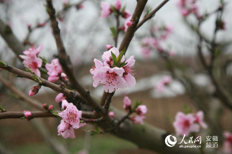 春天里来到长丰:赏桃花美景 品农耕民俗(图)