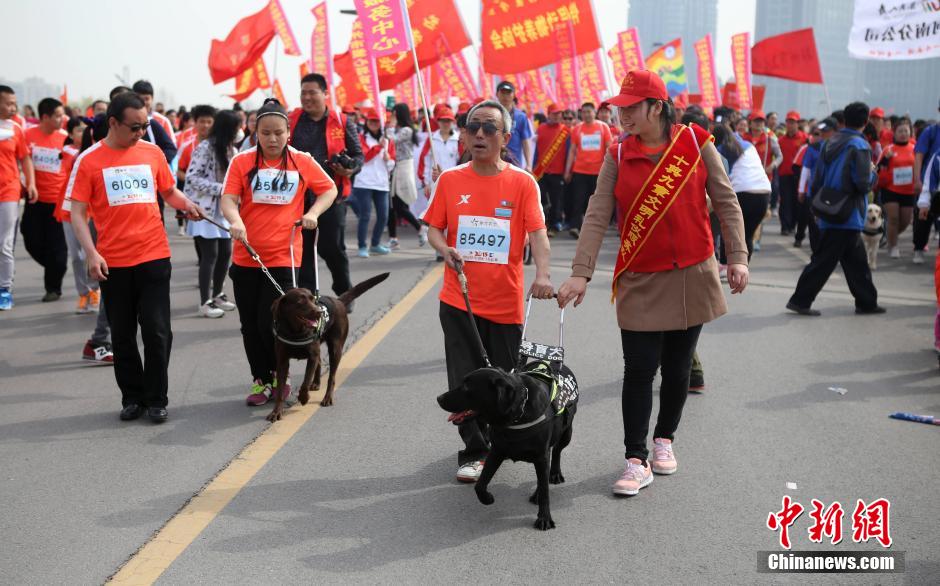 导盲犬带15位盲人跑郑开国际马拉松