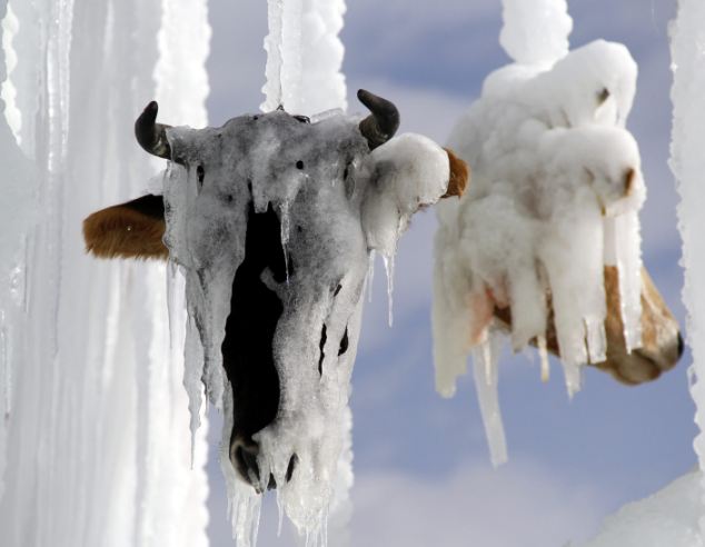 土耳其教授用牛头制恐怖冰雕 呼吁反对校园暴