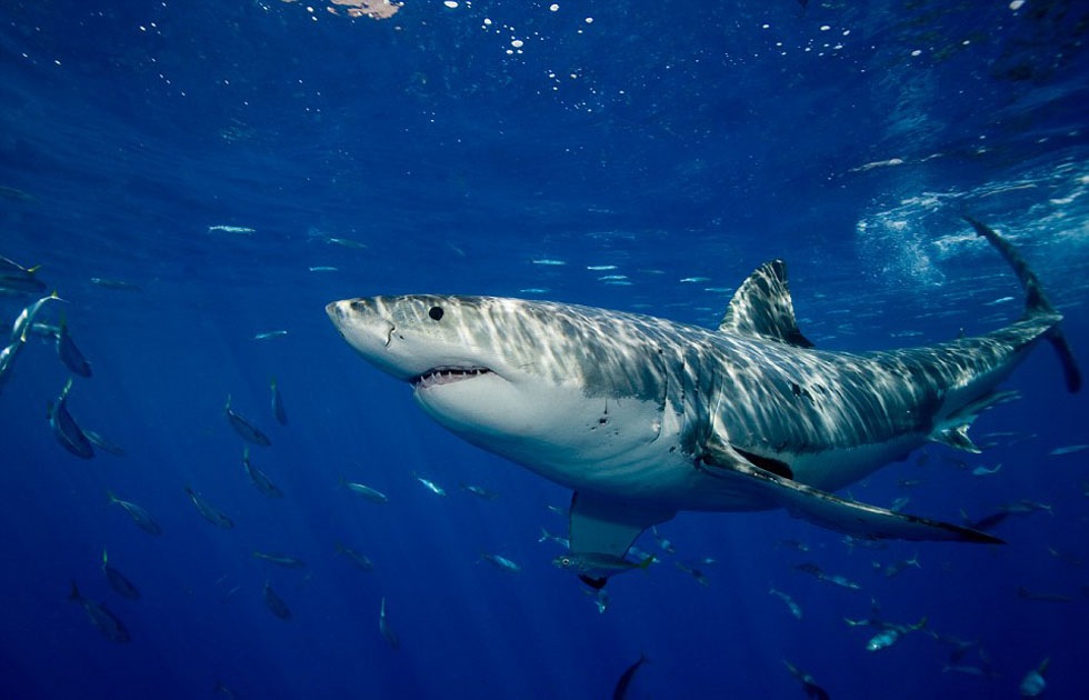 美国男子环球旅行 近距离拍摄恐怖大白鲨 (高清