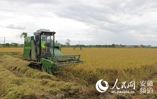 中联重科谷王机手的水稻收获新发现