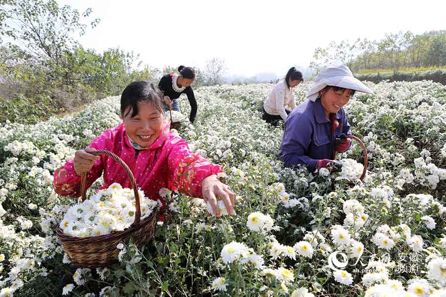 安徽滁州:万亩滁菊喜丰收
