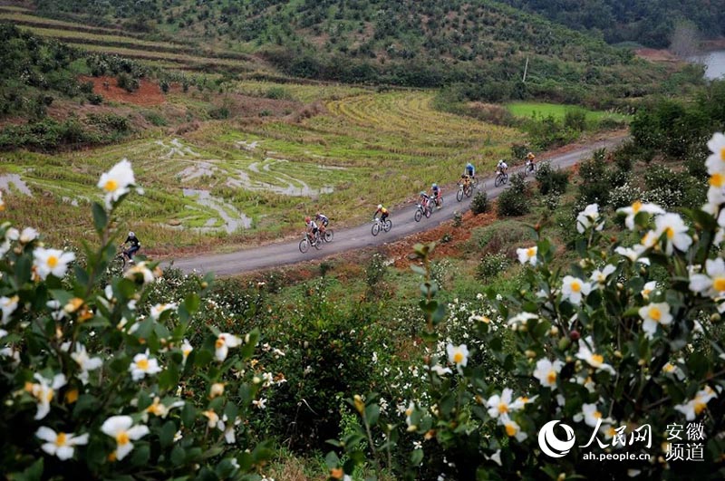 金寨:骑着山地自行车穿越茶山花海