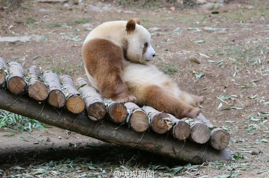 萌一脸!棕色大熊猫七仔见雪变身“雪花熊”--安徽频道--人民网