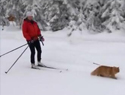 拉雪橇的猫独家