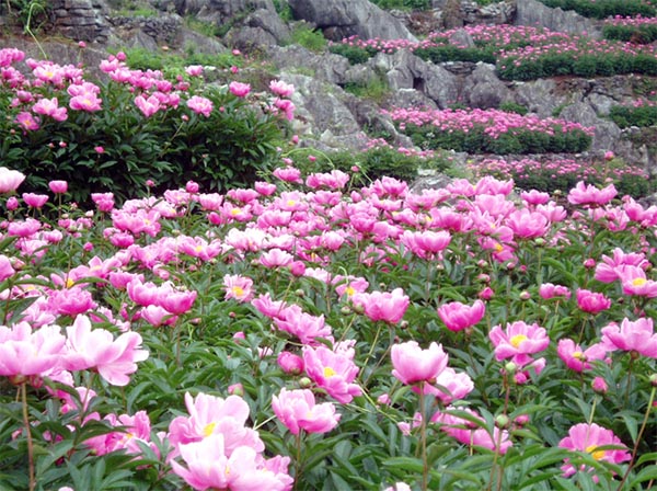 丫山花海石林风景区