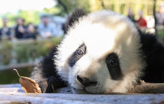 熊猫爱短剧，探索熊猫文化与短剧艺术的交融之美