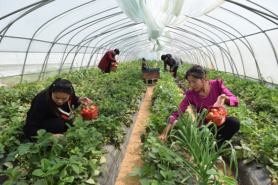 萧县:全力推动特色种植业发展