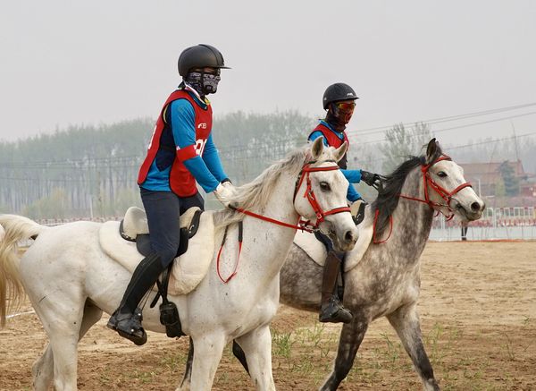 中国选手隋博荣获第五届砀山国际马术耐力赛二星级冠军