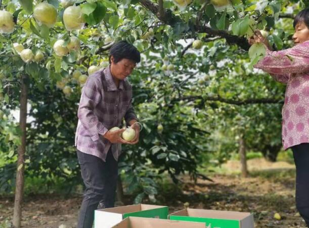 安徽泗县“小宋酥梨”变群众致富“黄金果”