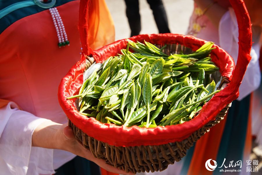 展示新採下的茶葉。