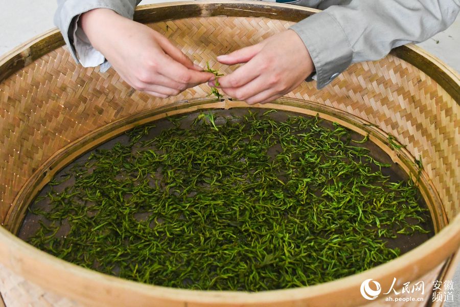 揉捻完，陳嘉欣將茶葉放入烘箱內烘干。周坤攝