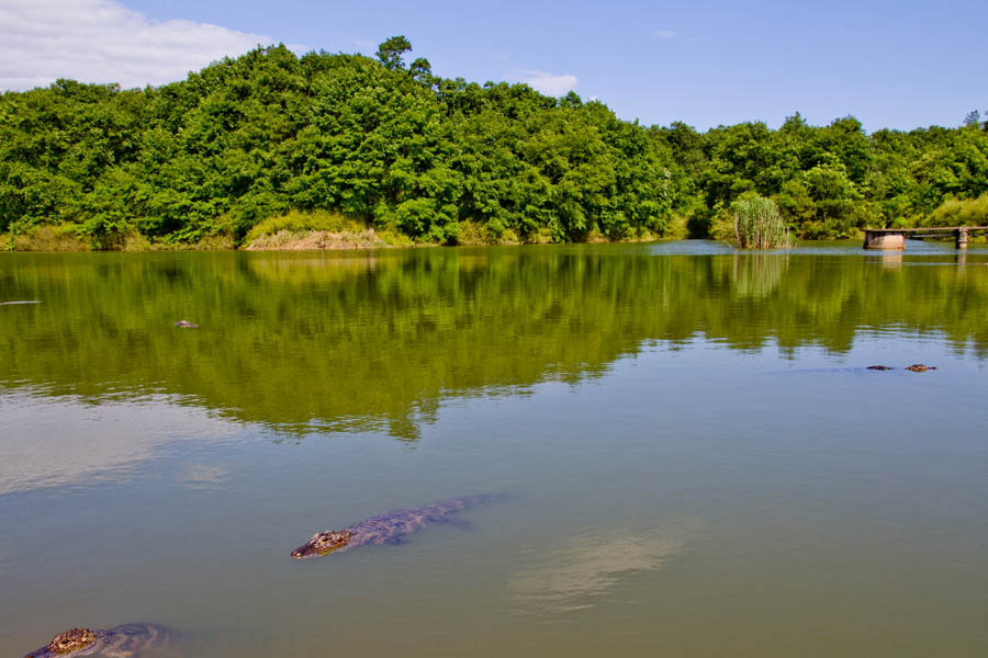保護區裡的揚子鱷。圖片由安徽揚子鱷國家級自然保護區提供