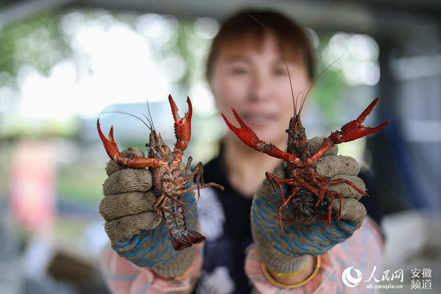 五河縣沱湖鄉大崗村稻蝦養殖基地，工作人員展示捕獲的小龍蝦。張俊 攝