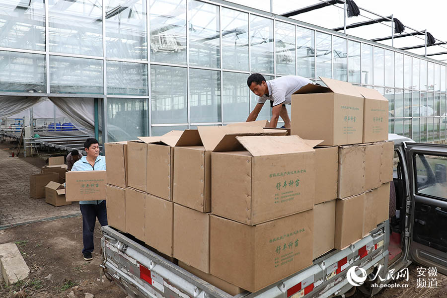 朱添勇進的近4000株茄子苗正在裝車。張俊 攝