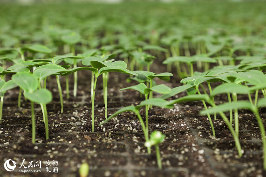 育苗溫室內，各類蔬菜苗正茁壯成長。圖為黃瓜種苗。張俊 攝