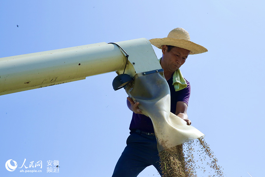 風吹稻浪顆粒歸倉 郎溪近2萬畝再生稻迎豐收