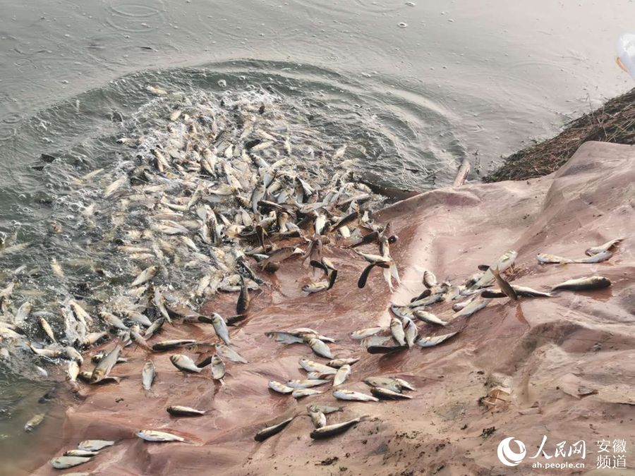 養殖大戶胡廣富購買的12000公斤的花頭魚鰱苗放進水塘，年底可以上市。李艷龍 攝