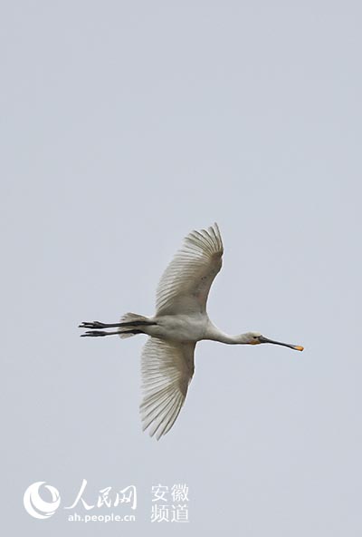 濕地珍稀候鳥，國家二級保護動物——白琵鷺。錢茂鬆攝