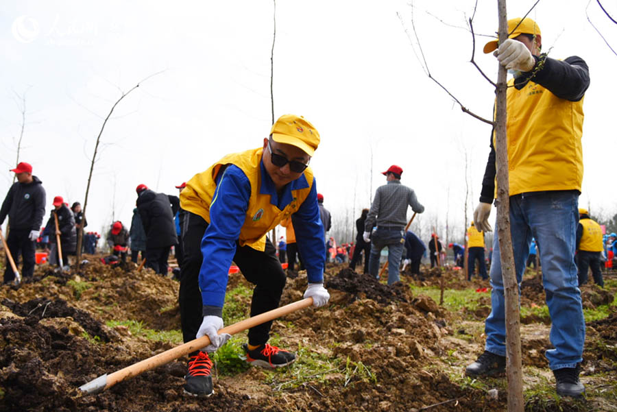 植樹公益活動現場，志願者們種下200余棵杉樹。人民網 李希蒙攝