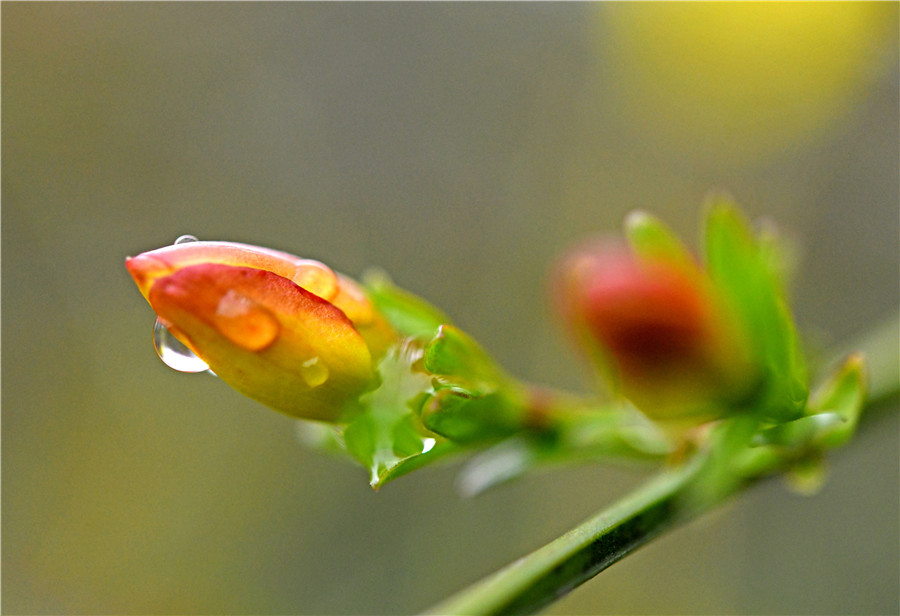 雨后花朵.吴波摄