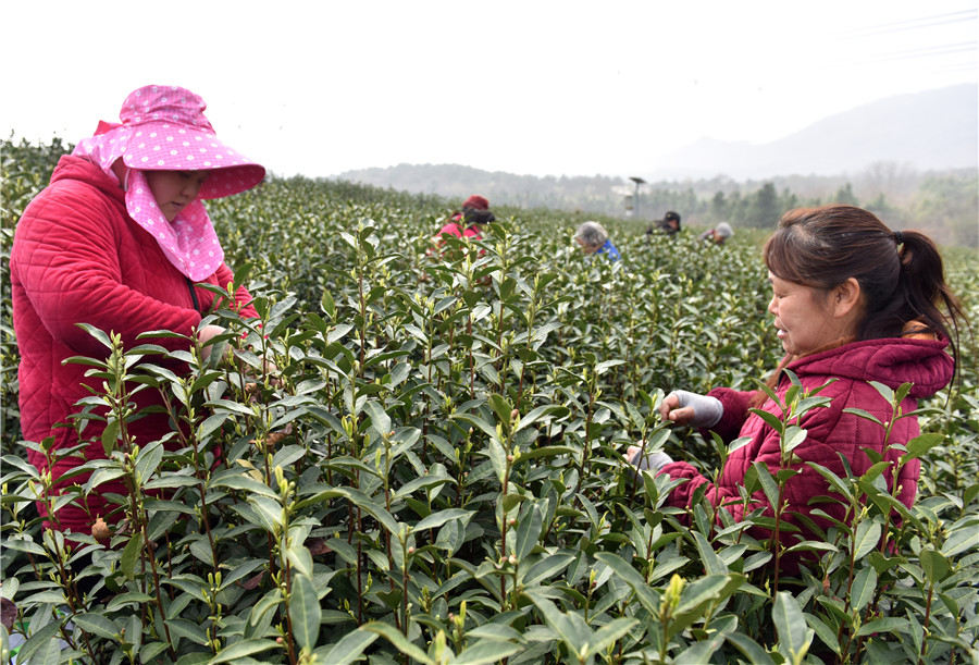 萬畝茶園進入春茶採摘季。 巢湖壩鎮供圖