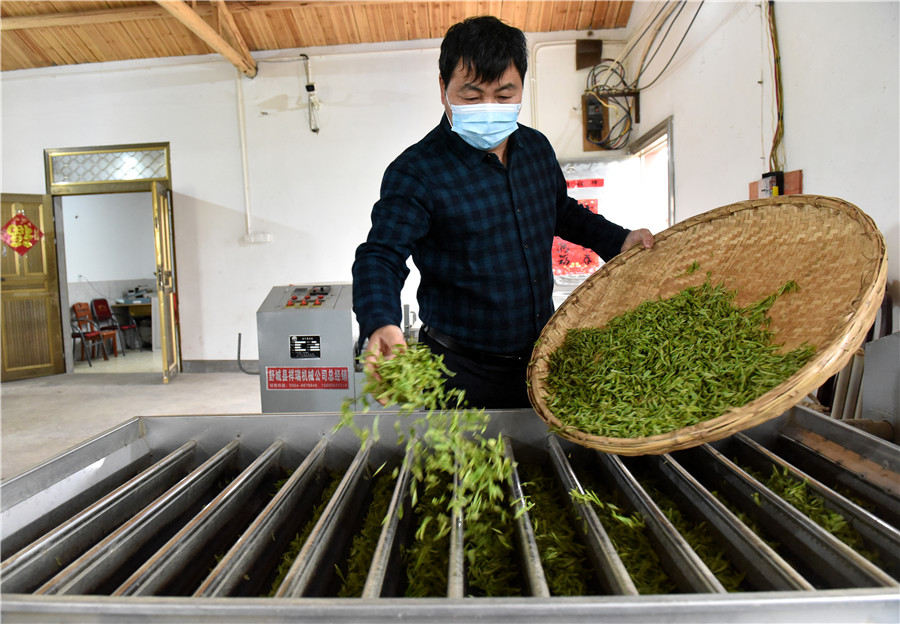 萬畝茶園進入春茶採摘季。 巢湖壩鎮供圖
