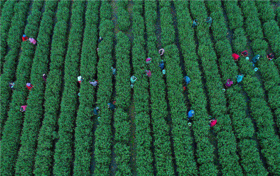 萬畝茶園進入春茶採摘季。 巢湖壩鎮供圖