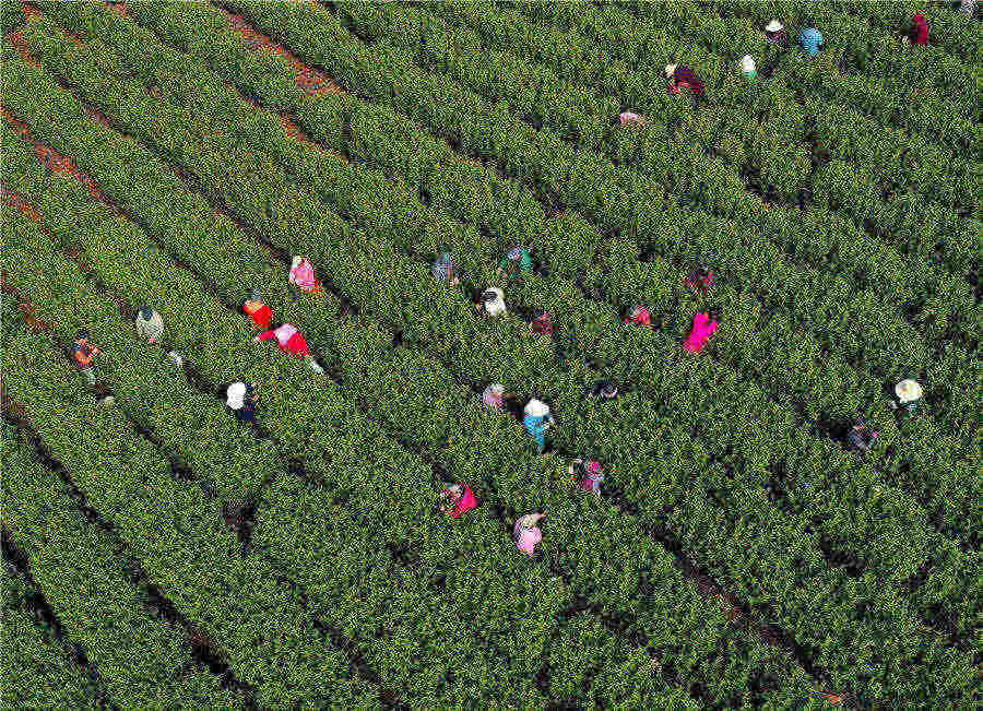萬畝茶園進入春茶採摘季。 巢湖壩鎮供圖
