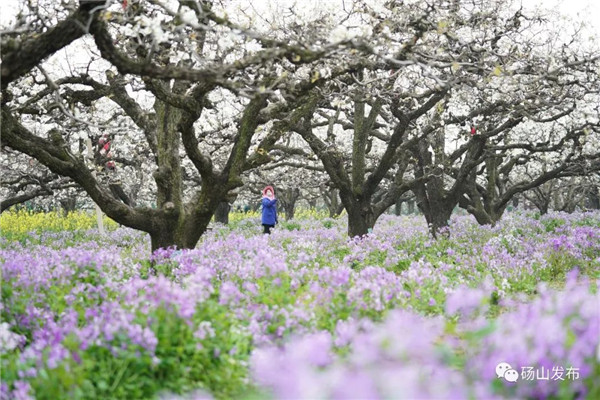 26项活动!2021中国·砀山梨花节亮点纷呈