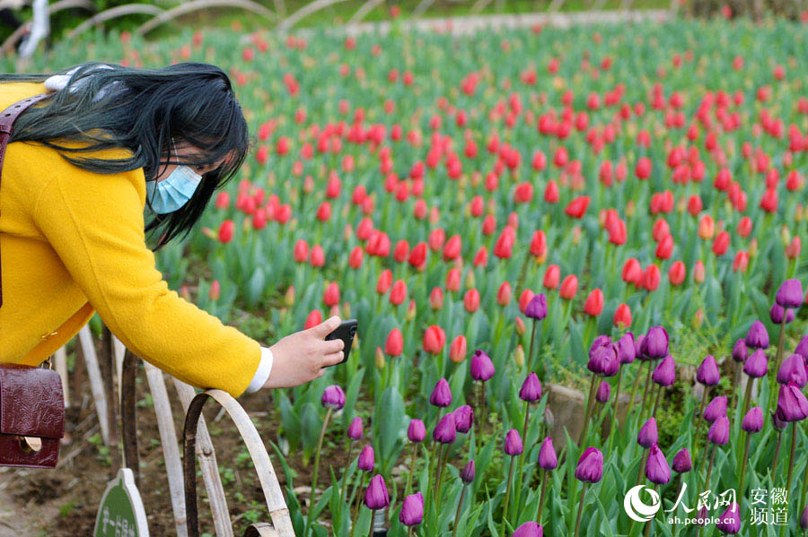 四季花海公園內，游客正在賞花、拍照。人民網記者 苗子健攝