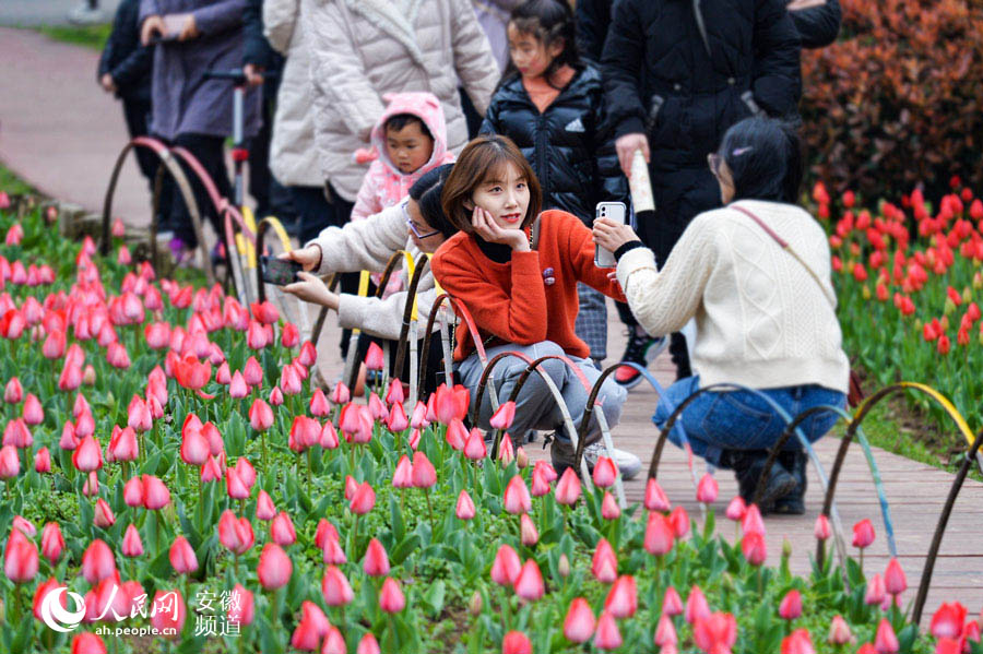 合肥:四季花海 郁金香开