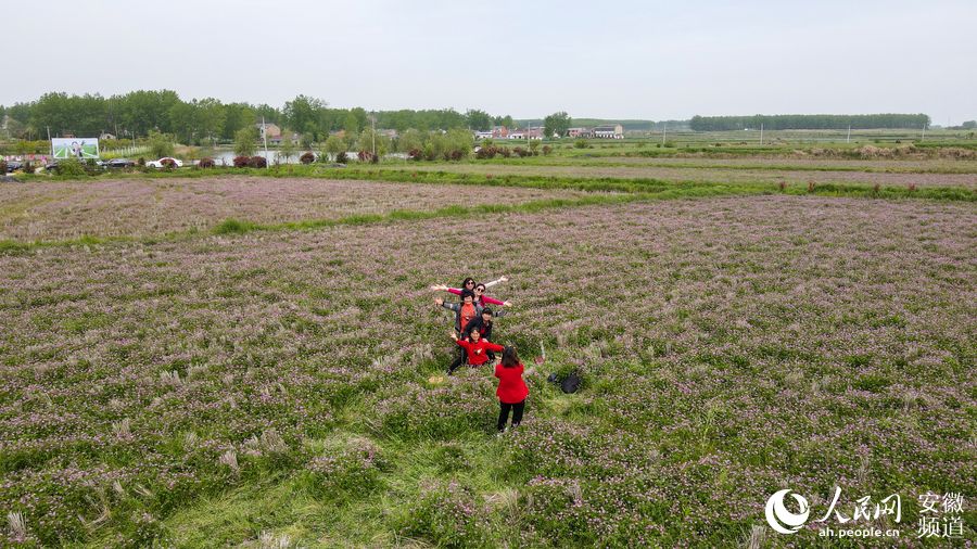 游客在紅花草種植基地內合影留念。人民網 陳若天攝