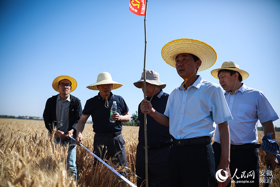 專家組對亳州市渦陽縣三個鄉鎮的三塊小麥高產攻關田進行實收測產。人民網 陶濤攝
