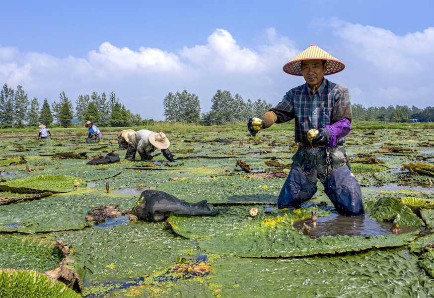 廬江縣白湖鎮杭頭村的大圩裡，農民們正在採收芡實。左學長攝