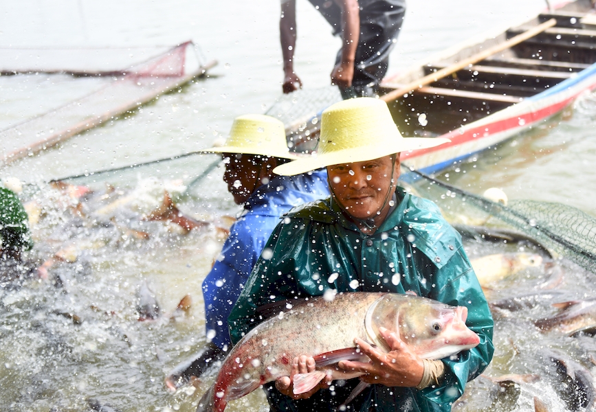 捕撈上來的鳙魚主要發往江浙滬市場。鄭遠攝