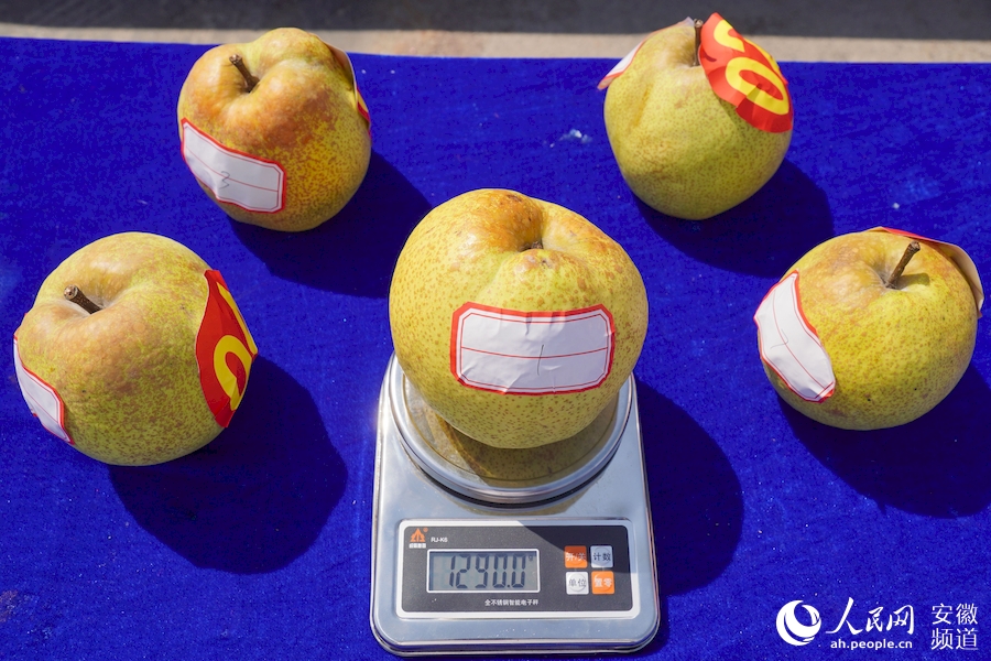 今年的“酥梨王”重達1.29公斤。人民網 陳若天攝