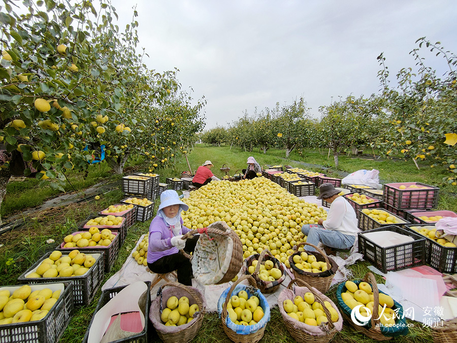 新鲜采摘下来的酥梨，首先由果农进行分拣。人民网 陈若天摄