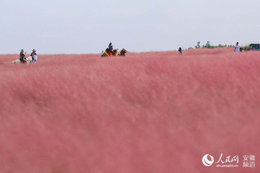 合肥蜀山區，約80畝的粉黛亂子草匯成一片粉色的“花”海。人民網 張俊攝