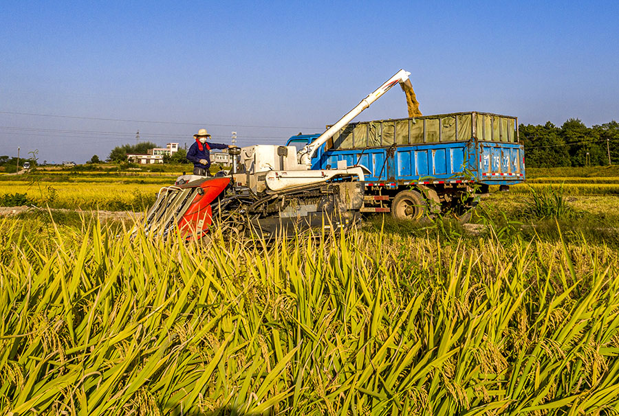 目前，庐江县百分之七十以上的水稻实现机械化收割。左学长摄