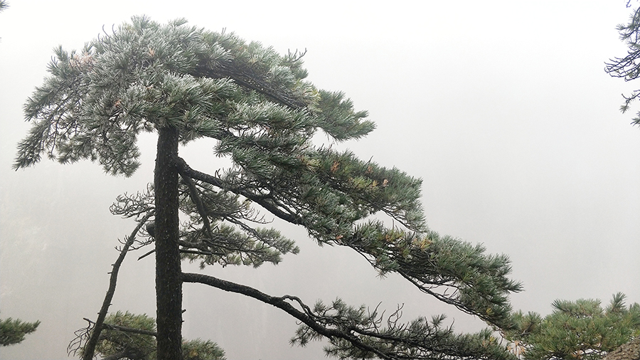 黃山現霧凇景觀。段雪峰攝